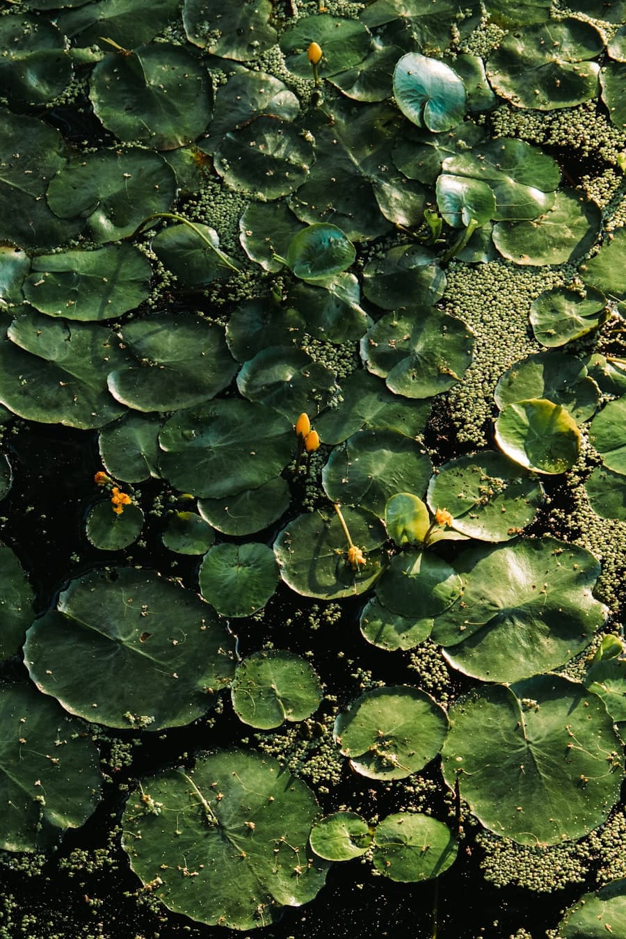 Dicht bewachsene Wasseroberfläche mit Seerosenblättern und einzelnen gelben Knospen