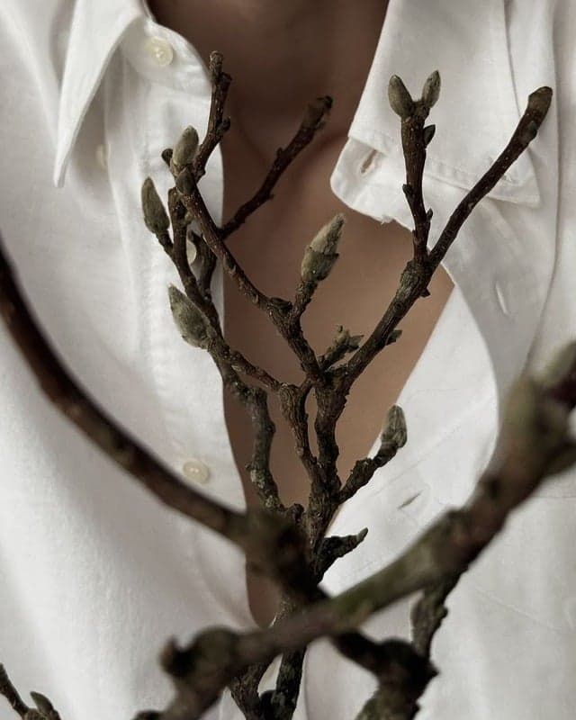 Weißes Hemd hinter einem Magnolienzweig mit geschlossenen Knospen